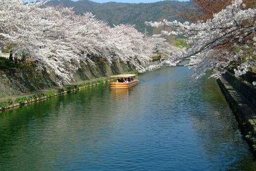 鴨川と桜
